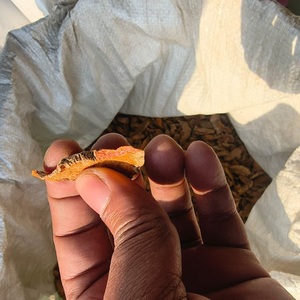 Curcuma Lakadong naturel séché et cru, riche en nutriments, 30 kg, pour la préparation quotidienne des repas à la maison, directement de l'usine à bas prix - Product Image 2