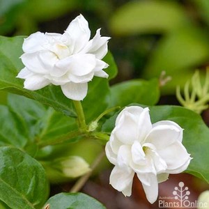 Jazmín orgánico absoluto | Jasminum Sambac | Mogra Absolute Oil - Pure and Natural Absolutes-Precio al por mayor - Product Image 3