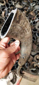 Alimento Natural para Perros de Cuerno de Búfalo, para Masticadores Fuertes, a Precio de Mayoreo - Product Image 3