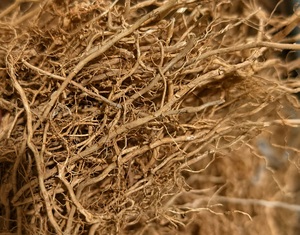 Raíz de Chrysopogon Zizanioides Khas (Vetiver) Seca al por Mayor de Primera Calidad - Product Image 5