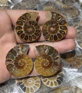 Pierre précieuse naturelle en vrac, forme mixte, cabochon, en ammonite fossile, pour la fabrication de bijoux, spirale marron unique, pierre polie - Product Image 4
