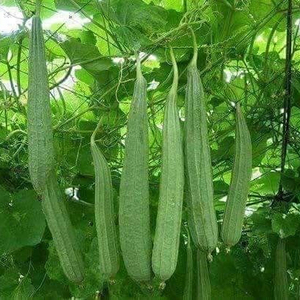 Semillas Híbridas de Calabaza Esponjosa F1 con Alta Tasa de Germinación, Frutos Largos y Tiernos, Variedad Resistente a Enfermedades para Cocina y Jardín - Product Image 2