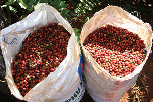 Arabica Dalakon Da Sar rôti au sol, sachet de 250g fermé par fermeture éclair, caféiné, vente en gros, origine Vietnam, durée de conservation de 2 ans - Product Image 5