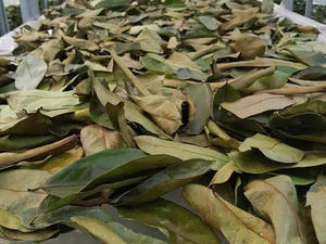 Polvo de Hoja de Guanábana Seca Natural 25 Mesh, Polvo de Hoja de Graviola Verde, Suministro a Granel, Proveedor OEM de Vietnam ANGLE - Product Image 5