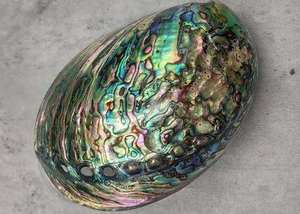 Coquille d'ormeau naturelle brute pour la décoration intérieure et l'artisanat, aux couleurs irisées et de forme organique - Product Image 4
