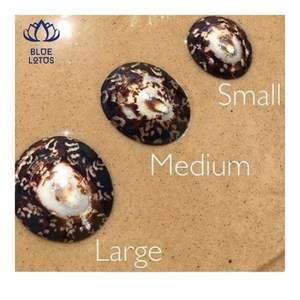 ENVÍO INMEDIATO Concha de Limpet Adecuada para Protección de la Piel y Uso Personal, Forma Pulida Suave para un Contacto Delicado - Product Image 2