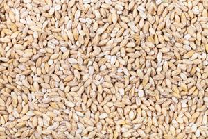 High Quality Organic Indian Fresh Barley <b>Seeds</b> Pearl Barley Malt AD Dried for Animal Feed Hulled Wholesale Best Quality Grade - Product Image 5