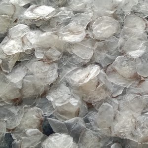 เกล็ดปลาแห้งแบบขายส่ง ทำความสะอาดแล้ว ตากแดดแห้ง จากเวียดนาม - Product Image 6