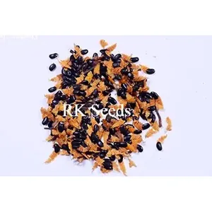 เมล็ดพันธุ์ไม้สักออสเตรเลีย RK Seeds เมล็ดพันธุ์ต้นอะคาเซีย แมงจิอุม เมล็ดพันธุ์ต้นแบล็ควอตเทิล ฮิคโครี่ วัตเทิล แมงจิอุม ไม้ป่าแมงโกว์ ท่อนไม้ธรรมชาติ - Product Image 1