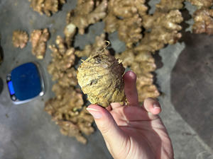 ผู้ส่งออกขิงสดจากเวียดนาม ใส่ใจคุณภาพที่คงที่และรับออเดอร์คอนเทนเนอร์ขนาดใหญ่ - Product Image 6