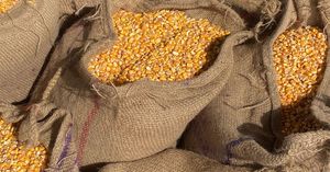Maïs à Popcorn, Grains de Maïs Séchés, Fournisseur Brésilien, Vente en Gros, Garantie 1 An - Product Image 2