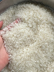 ข้าวญี่ปุ่นพรีเมียมเวียดนาม ข้าวขาวเมล็ดสั้น ผู้จัดจำหน่ายขายส่ง |   ตัวเลือกที่เสียหาย 5%, 25%, 100% |   บรรจุภัณฑ์แบรนด์ OEM - Product Image 5