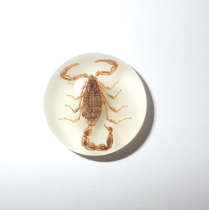 Scorpion doré, spécimen réel, cabochon en plastique rond 25x25 mm, fond plat, pour artisanat et fabrication de bijoux - Product Image 3