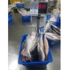 Filet de Pangasius Congelé VH Food Vietnam IQF Qualité Export Faible Teneur en Glucides Couleur Naturelle Peau Entière/Sans Peau Style Papillon Tailles 20-35 - Product Image 4