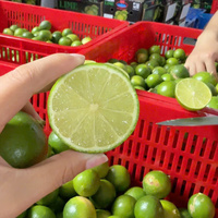 Zaadloze groene limoenen, verse citrusvruchten, Vietnam oorsprong, 30-45 dagen koude opslag, premium kwaliteit, merk TECHMIFOOD