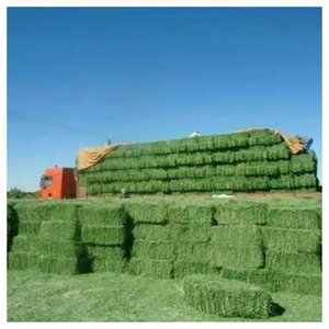 Heno de Alfalfa Premium para Alimentación de Ganado, Heno Forrajero Seco de Alta Nutrición para Caballos, Ganado Vacuno, Animales Lecheros, Suministro al por Mayor, Exportación - Product Image 2