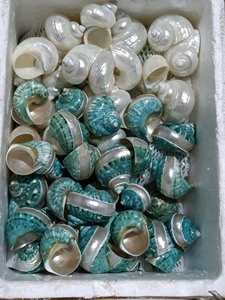 OEM ODM เปลือกหอยมุกสีเขียวขัดเงาธรรมชาติ สำหรับตกแต่งบ้าน ตู้ปลา และงานฝีมือจากผู้ผลิต - Product Image 6