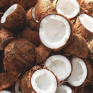 Coco Maduro Desgranado de Vietnam de Primera Calidad, Suministro de Fábrica, Alto Contenido de Aceite, Cáscara Dura, 100% Natural TINIMEX para Procesamiento de Alimentos - Product Image 3