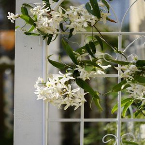 2 Pack Cream White Rustproof Metal Garden <b>Trellis</b> 71\" X 19.7\" Outdoor <b>Flower</b> Support for Climbing Plants - Product Image 6