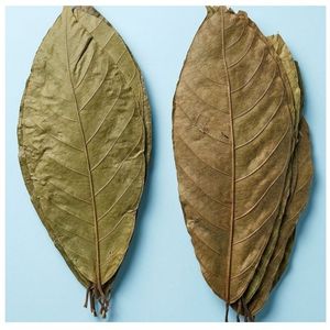 Hojas de Cacao Ecológicas YAMUNA de 19-25 cm (7-9 Pulgadas) para Acuario, Paquete de 12 Hojas - Product Image 6