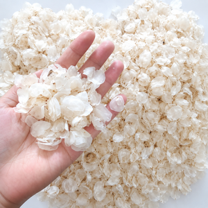 เกล็ดปลาแห้งดิบจากโรงงานโดยตรง เกล็ดปลาคุณภาพสูง // คุณอลีนา - Product Image 3