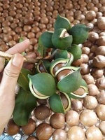 [Expédition immédiate] Noix de macadamia du Vietnam en gros, de haute qualité, grillées, décortiquées, >25mm, sans additifs alimentaires, prêtes à consommer, pour animaux de compagnie