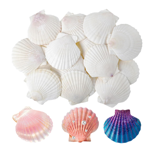 Conchas de Vieira Enteras Ecológicas y Sostenibles de Alta Calidad, las Más Vendidas, Suministro Decorativo Premium para Decoración de Acuarios - Product Image 1