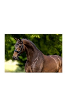 Bridon de dressage en cuir avec détails en strass, noir, équipement d'équitation - Product Image 3