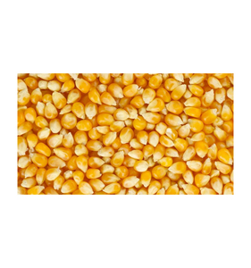 ข้าวโพดเมล็ดพรีเมียมขายส่ง ราคาพิเศษ คุณภาพสูง เกรดอาหาร พร้อมส่งออก - Product Image 5
