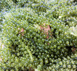 Algas de Mar de Vietnam (Caulerpa Lentillifera) para Ensaladas, Sushi, Ingredientes de Comida Fresca, Uso en Cocina y Comedor - Product Image 4
