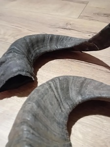 Cuernos de Carnero de Oveja Auténticos, Naturales y Pulidos para Decoración y Manualidades, Alta Calidad - Product Image 2