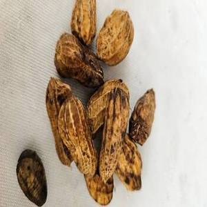 Nouvelle Saison d'Arachides Grillées Indiennes au Croquant Exquis pour les Rayonnages des Supermarchés, les Marques de Snacks et les Acheteurs en Gros de Produits Alimentaires - Product Image 3