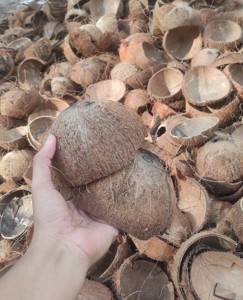 เปลือกมะพร้าวครึ่งซีกสีน้ำตาลธรรมชาติสำหรับงานฝีมือและการเกษตร - Product Image 2