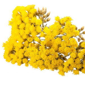 Kanha น้ำมันธรรมชาติผู้ผลิตที่ใหญ่ที่สุดในอินเดียมี Helichrysum hydrosol คุณภาพลาเวนเดอร์ดอกคาโมไมล์ - Product Image 2