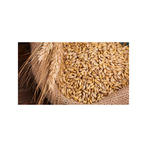 Granos de trigo premium suministrados a granel para compradores mayoristas con ventaja de precio de fábrica - Product Image 6