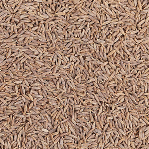 เมล็ดยี่หร่าอินเดียธรรมชาติ คัดแยกด้วยเครื่องจักรและคัดแยกด้วยเครื่อง Sortex สำหรับการผลิตอาหารและการส่งออกขายส่ง - Product Image 5