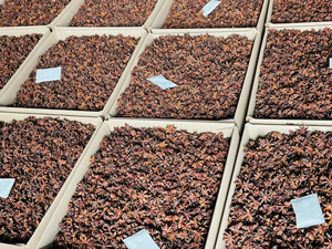 Anis étoilé séché 100% Anis étoilé de qualité A en forme de bâton - Importé du Vietnam par Viet Delta Ajoute une saveur authentique - Product Image 6