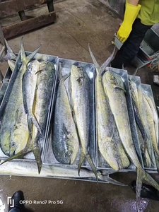 Nuovo Mahi Mahi Intero Congelato a Freddo, Specialità <span class=keywords><strong>di</strong></span> Pesce Cinese, 1-2kg Grado A, Congelato BQF - Product Image 1