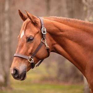 Nuevo Halter de Cuero Plateado de Alta Calidad, Cómodo y Elegante, con Variedad de Colores - Product Image 1