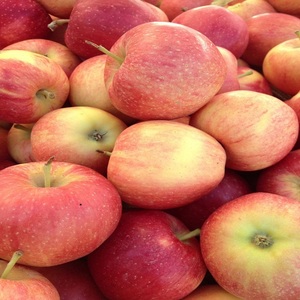 Manzanas Rojas Fuji Frescas al por Mayor, Nueva Cosecha 2026, Manzanas Frescas Royal <span class=keywords><strong>Gala</strong></span> y Red Delicious, Precio de Manzanas Frescas - Product Image 3