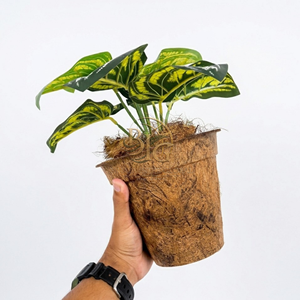 Pot en coco écologique de qualité supérieure, 100% naturel, biodégradable, en fibre de coco, pots à fleurs de 17 cm x 15 cm, brun naturel, pour les personnes soucieuses de l'environnement - Product Image 2