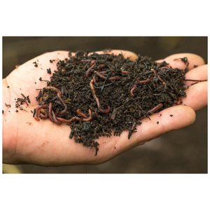 Export Quality Vermicompost <b>Soil</b> for International Agricultural Buyers Horticulture Suppliers and Farming Enterprises - Product Image 3