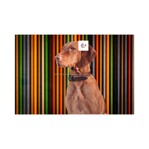 ปลอกคอสุนัขหนังสีน้ำตาลทำด้วยมือที่ดีที่สุดคุณภาพ Adams International ผู้ค้าส่งผลิต - Product Image 1