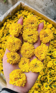 Thé de chrysanthème naturel du Vietnam, fleurs cueillies à la main, thé de fleurs séchées pour infusion en tasse, bourgeons de fleurs séchées parfumés, vente en gros - Product Image 5