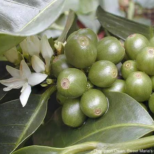 Bulk Supply Vietnam <b>Robusta</b> <b>Coffee</b> <b>Beans</b> Colored Natural Unroasted Green <b>Coffee</b> Seed OEM ODM Export Grade Moisture 12% 100kg MOQ - Product Image 3