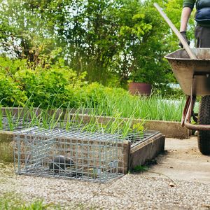 Paquete de 2 jaulas trampa para ratas con gatillo de un solo toque de captura rápida diseño reutilizable seguro para mascotas no tóxico de alta sensibilidad para el hogar sólido galvanizado - Product Image 4
