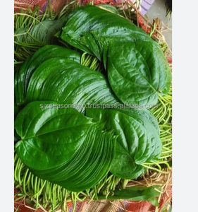 Hojas de Betel Frescas Premium, Hojas de Paan Verdes Naturales de Bangladesh, Calidad de Exportación a Granel, Hojas de Betel Frescas Premium, Hojas de Paan Verdes Naturales - Product Image 3