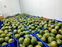 Biologische 1-1,8 kg/stuk groene pomelo grapefruit uit Vietnam, vers citrusfruit met roze vruchtvlees en Brix 10-13%