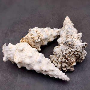 Décoration d'aquarium, coquillages bruts pour la création artisanale, coquillages naturels à bas prix, coquillages nettoyés - Product Image 2