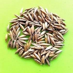 Organic bamboo <b>seeds</b> Bamboo <b>Seeds</b> High Germination Organic Edible Healthy Raw 2 Year Shelf Life Export Quality for Bulk Supply - Product Image 3